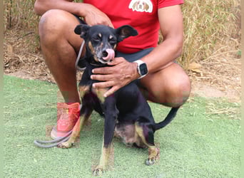 UNKOMPLIZIERTE ESTRELA ❤️ SUCHT EIN KÖRBCHEN IN DEUTSCHLAND