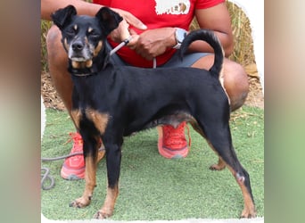 UNKOMPLIZIERTE ESTRELA ❤️ SUCHT EIN KÖRBCHEN IN DEUTSCHLAND