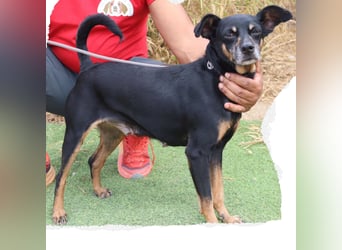 UNKOMPLIZIERTE ESTRELA ❤️ SUCHT EIN KÖRBCHEN IN DEUTSCHLAND