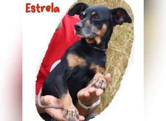 UNKOMPLIZIERTE ESTRELA ❤️ SUCHT EIN KÖRBCHEN IN DEUTSCHLAND