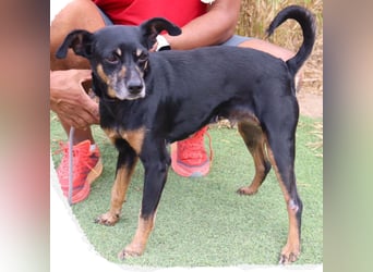 UNKOMPLIZIERTE ESTRELA ❤️ SUCHT EIN KÖRBCHEN IN DEUTSCHLAND