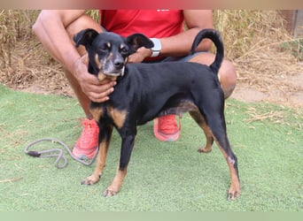 UNKOMPLIZIERTE ESTRELA ❤️ SUCHT EIN KÖRBCHEN IN DEUTSCHLAND