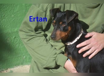 Ertan  geb. 03/2025 (ESP) - menschenbezogener Pinscher-Mix sucht neuen Wirkungskreis
