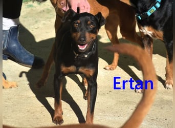 Ertan geb. 03/2025 - menschenbezogener, sozialer und lieber kleiner Pinscher-Mix!