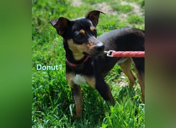 Donut1 geb. 10/2024 (ESP) - kleiner Pinscher-Mix mit großem Herzen!