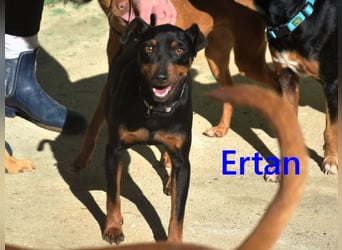 Ertan geb. 03/2025 (ESP) - menschenbezogener, sozialer und lieber kleiner Pinscher-Mix!