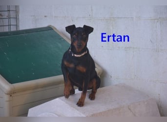 Ertan geb. 03/2025 (ESP) - menschenbezogener Pinscher-Mix sucht neuen Wirkungskreis