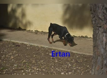 Ertan  geb. 03/2025 (ESP) - menschenbezogener Pinscher-Mix sucht neuen Wirkungskreis