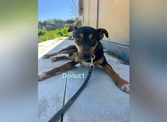 Donut1 geb. 10/2024 (ESP) - kleiner Pinscher-Mix mit großem Herzen!