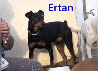 Ertan geb. 03/2025 (ESP) - menschenbezogener, sozialer und lieber kleiner Pinscher-Mix!