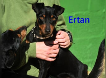 Ertan geb. 03/2025 - menschenbezogener, sozialer und lieber kleiner Pinscher-Mix!