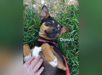 Donut1 geb. 10/2024 (ESP) - kleiner Pinscher-Mix mit großem Herzen!