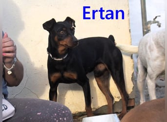 Ertan geb. 03/2025 - menschenbezogener, sozialer und lieber kleiner Pinscher-Mix!