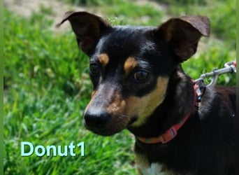 Donut1 geb. 10/2024 (ESP) - kleiner Pinscher-Mix mit großem Herzen!