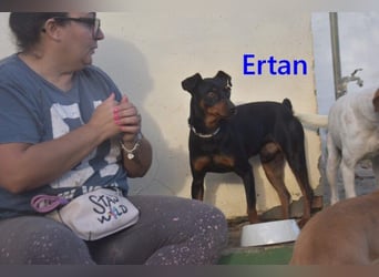 Ertan geb. 03/2025 (ESP) - menschenbezogener Pinscher-Mix sucht neuen Wirkungskreis