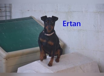 Ertan  geb. 03/2025 (ESP) - menschenbezogener Pinscher-Mix sucht neuen Wirkungskreis