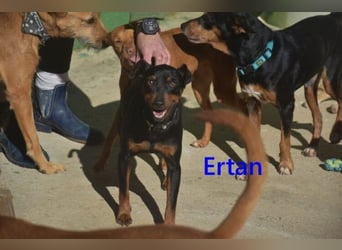 Ertan  geb. 03/2025 (ESP) - menschenbezogener Pinscher-Mix sucht neuen Wirkungskreis