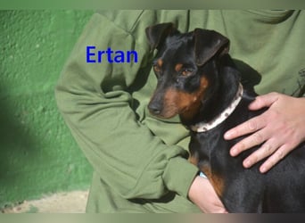 Ertan geb. 03/2025 (ESP) - menschenbezogener Pinscher-Mix sucht neuen Wirkungskreis