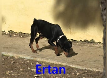 Ertan geb. 03/2025 (ESP) - menschenbezogener, sozialer und lieber kleiner Pinscher-Mix!