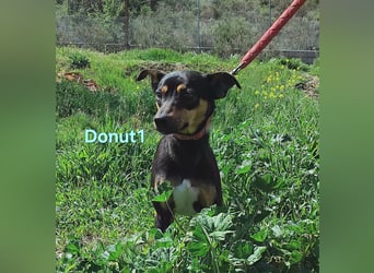 Donut1 geb. 10/2024 (ESP) - kleiner Pinscher-Mix mit großem Herzen!