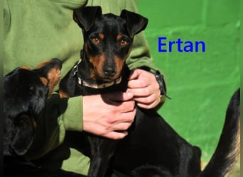 Ertan geb. 03/2025 (ESP) - menschenbezogener, sozialer und lieber kleiner Pinscher-Mix!
