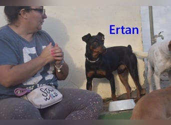 Ertan  geb. 03/2025 (ESP) - menschenbezogener Pinscher-Mix sucht neuen Wirkungskreis