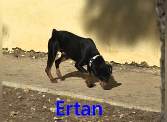 Ertan geb. 03/2025 - menschenbezogener, sozialer und lieber kleiner Pinscher-Mix!
