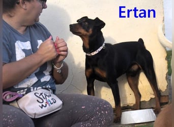 Ertan geb. 03/2025 (ESP) - menschenbezogener, sozialer und lieber kleiner Pinscher-Mix!