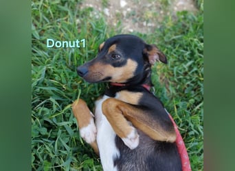 Donut1 geb. 10/2024 (ESP) - kleiner Pinscher-Mix mit großem Herzen!