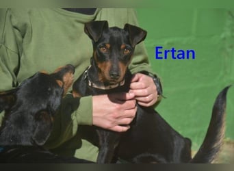 Ertan  geb. 03/2025 (ESP) - menschenbezogener Pinscher-Mix sucht neuen Wirkungskreis