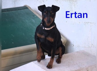 Ertan geb. 03/2025 (ESP) - menschenbezogener, sozialer und lieber kleiner Pinscher-Mix!