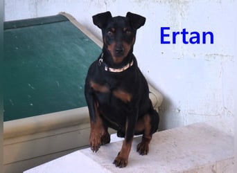 Ertan geb. 03/2025 - menschenbezogener, sozialer und lieber kleiner Pinscher-Mix!