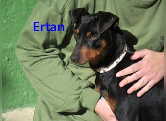 Ertan geb. 03/2025 (ESP) - menschenbezogener, sozialer und lieber kleiner Pinscher-Mix!