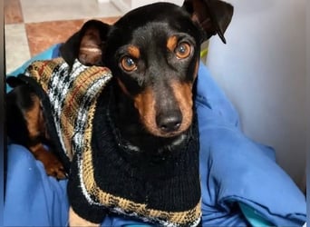 Ertan  geb. 03/2025 (ESP) - menschenbezogener Pinscher-Mix sucht neuen Wirkungskreis
