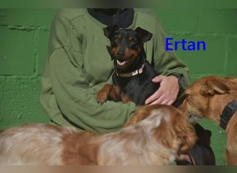 Ertan  geb. 03/2025 (ESP) - menschenbezogener Pinscher-Mix sucht neuen Wirkungskreis