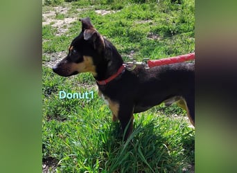Donut1 geb. 10/2024 (ESP) - kleiner Pinscher-Mix mit großem Herzen!