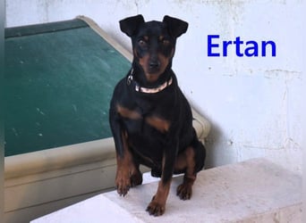 Ertan geb. 03/2025 (ESP) - menschenbezogener, sozialer und lieber kleiner Pinscher-Mix!