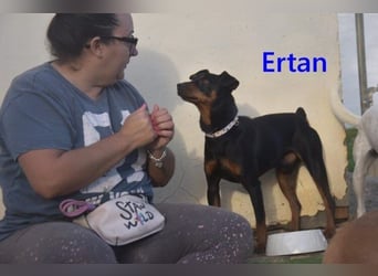 Ertan  geb. 03/2025 (ESP) - menschenbezogener Pinscher-Mix sucht neuen Wirkungskreis