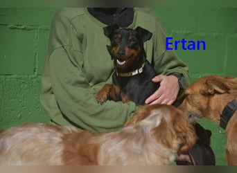 Ertan geb. 03/2025 (ESP) - menschenbezogener Pinscher-Mix sucht neuen Wirkungskreis