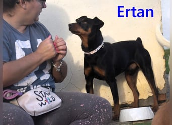 Ertan geb. 03/2025 - menschenbezogener, sozialer und lieber kleiner Pinscher-Mix!