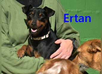 Ertan geb. 03/2025 - menschenbezogener, sozialer und lieber kleiner Pinscher-Mix!