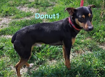 Donut1 geb. 10/2024 (ESP) - kleiner Pinscher-Mix mit großem Herzen!