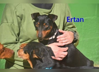 Ertan  geb. 03/2025 (ESP) - menschenbezogener Pinscher-Mix sucht neuen Wirkungskreis