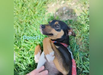 Donut1 geb. 10/2024 (ESP) - kleiner Pinscher-Mix mit großem Herzen!