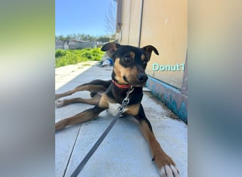 Donut1 geb. 10/2024 (ESP) - kleiner Pinscher-Mix mit großem Herzen!