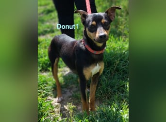 Donut1 geb. 10/2024 (ESP) - kleiner Pinscher-Mix mit großem Herzen!