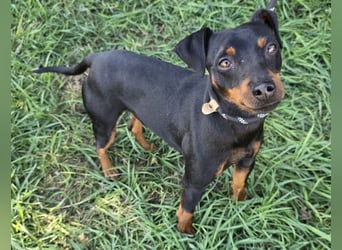 Hunter - kleiner Casanova