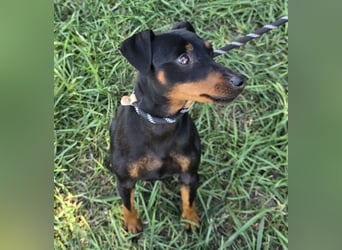 Hunter - kleiner Casanova