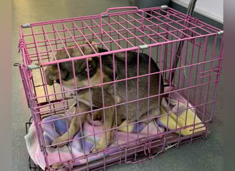 FELICE ♥ - Gerettet vor dem Tod durch Erschießen; 2023