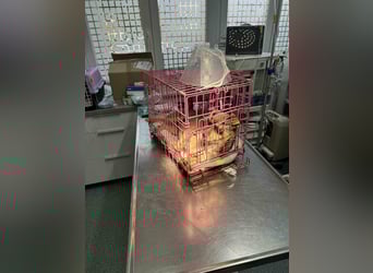 FELICE - Gerettet vor dem Tod durch Erschießen; 2023